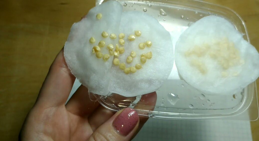 Сіяла 100 насінин – сходило 30: замочила в цьому перед посівом, і пусті спливли – тепер схожість 90% 