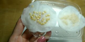 Городники розповіли, як підготувати насіння до посіву