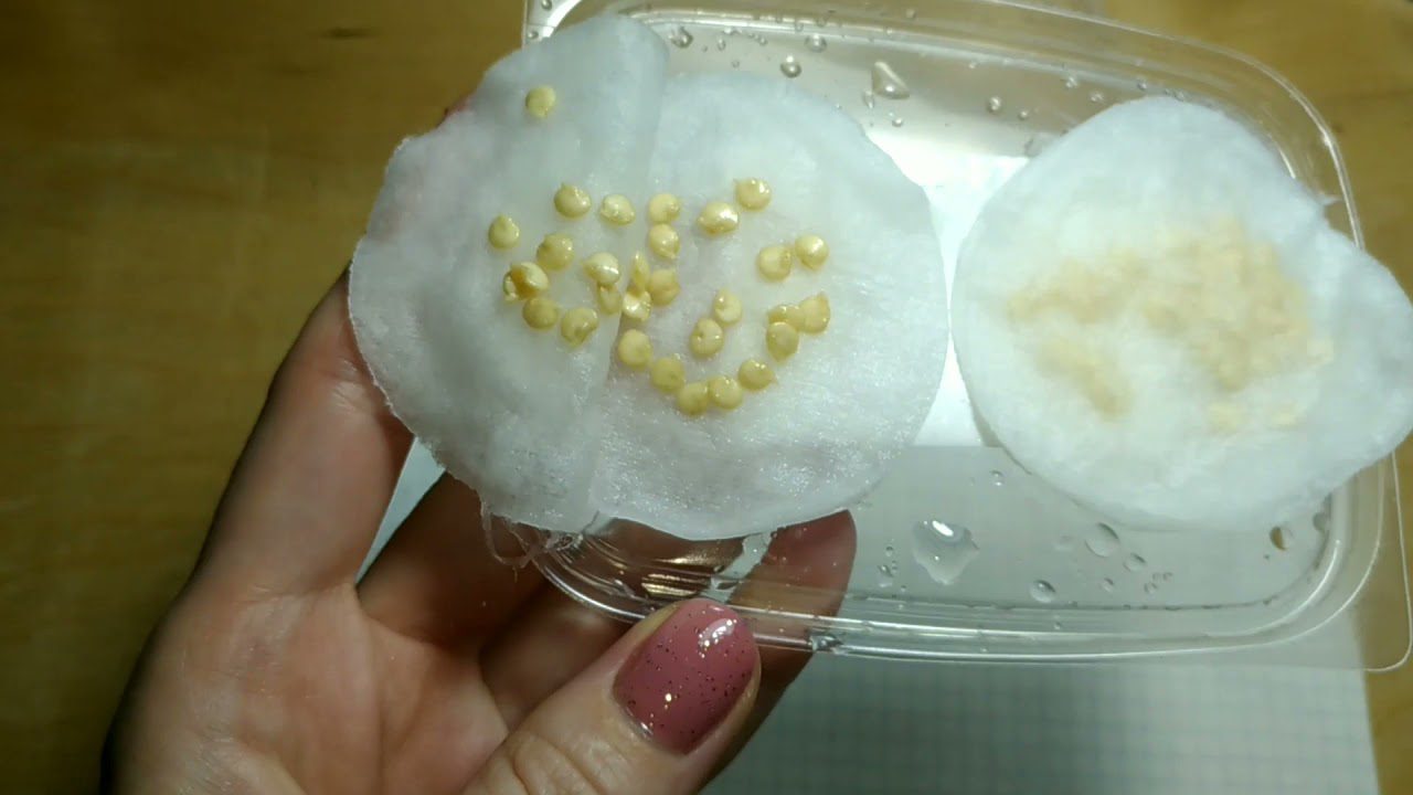 Садівники розповіли, як легко проростити насіння за 10 годин у домашніх умовах