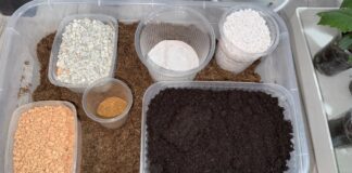 Городники розповіли, як зробити ґрунт для розсади самостійно