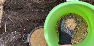 Городники розповіли, який сидерат слід обов'язково посіяти навесні