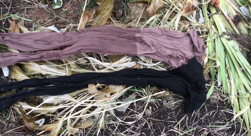 Не сміття, а золото: ось як я використовую старі “капронки” на городі – і врожай цілий, і гроші зекономлені 