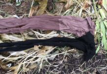 Не сміття, а золото: ось як я використовую старі “капронки” на городі – і врожай цілий, і гроші зекономлені Дачники розповіли, як використати старі капронові колготки на городі