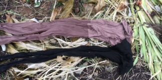 Дачники розповіли, як використати старі капронові колготки на городі	