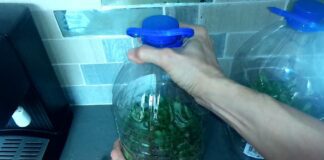 Городники розповіли, як із пластикової пляшки зробити мініпарник для розсади	