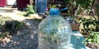 Городники розповіли, як зробити парник із пластикової пляшки в домашніх умовах