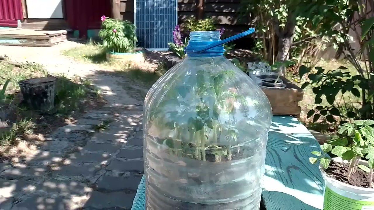 Городники розповіли, як зробити парник із пластикової пляшки в домашніх умовах