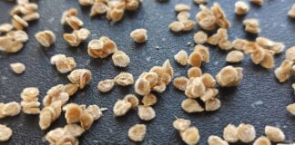 Городники розповіли, як правильно обробити насіння содою перед посадкою