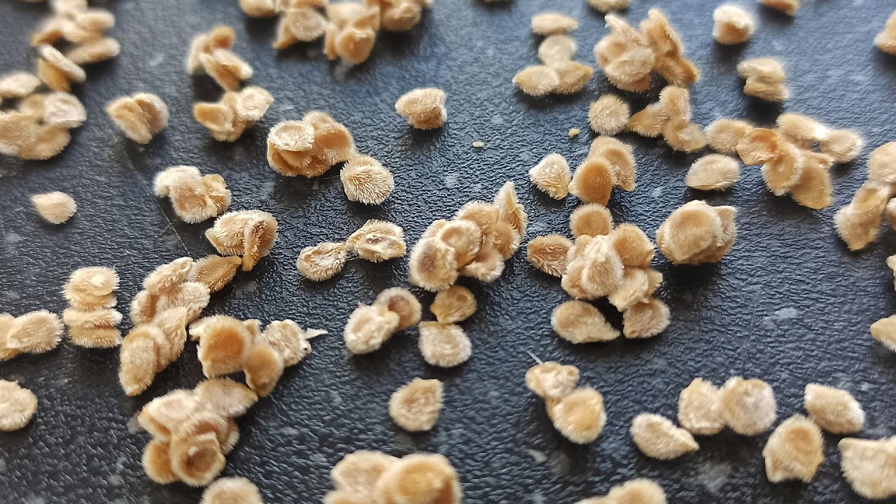 Городники розповіли, як правильно обробити насіння содою перед посадкою