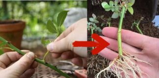 Садівники розповіли, як укоренити живці троянд у холодильнику