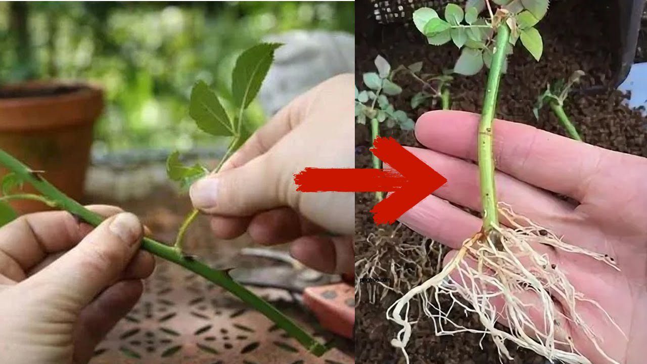 Садівники розповіли, як укоренити живці троянд у холодильнику