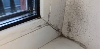 Експерти розповіли, як легко позбутися плісняви в квартирі	