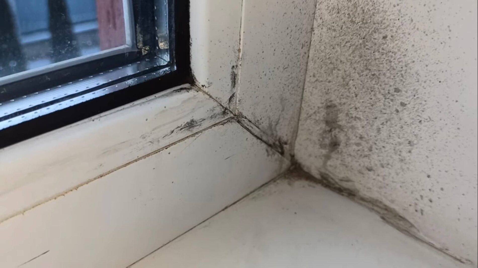 Господині назвали 5 ефективних способів, які допоможуть вивести плісняву вдома