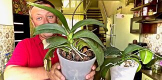 Садівники назвали важливе підживлення орхідеї для нарощування коріння і цвітіння