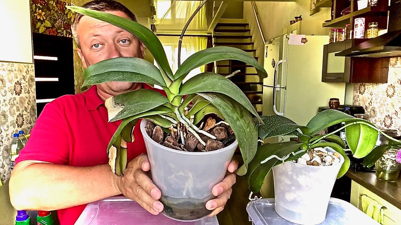 Садівники назвали важливе підживлення орхідеї для нарощування коріння і цвітіння