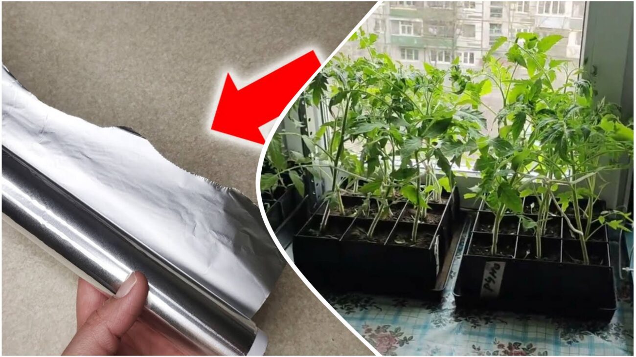 Дачники поділилися лайфхаком, який допоможе захистити розсаду від спеки батарей