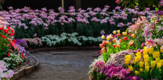 Садівники розповіли, які квіти можна посіяти прямо по снігу в лютому або березні