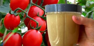 Городники розповіли, як збільшити плодоношення помідорів за допомогою дріжджів