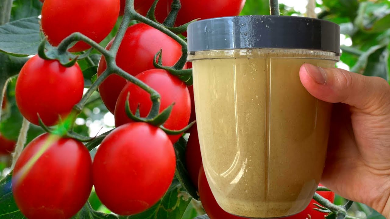 Городники розповіли, як збільшити плодоношення помідорів за допомогою дріжджів