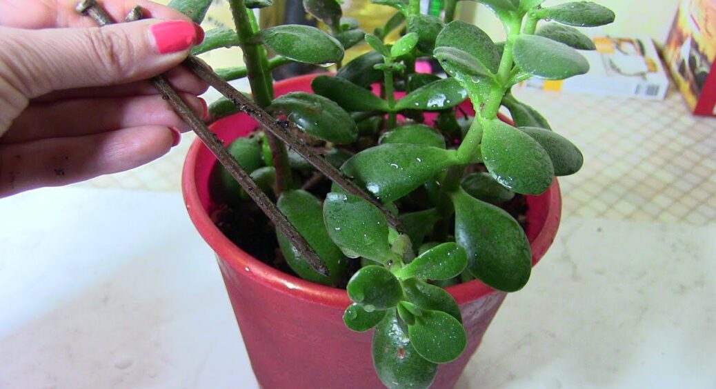 Запитали 3 садівників, навіщо прикопувати іржавий цвях у горщик із квітами – всі дали однакову відповідь 