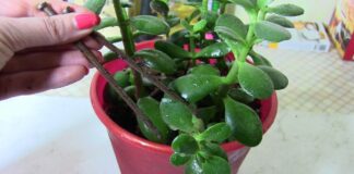 Садівники розповіли, як використовувати цвяхи для підживлення кімнатних рослин