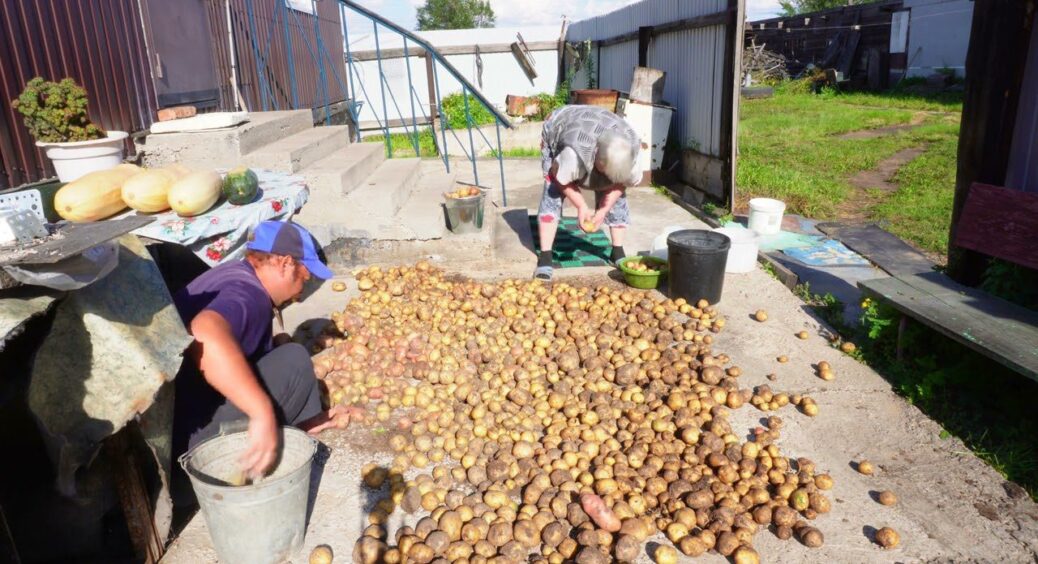 Кум-садівник із 40-річним стажем вирощує картоплю в газетних стаканчиках – і збирає молоді бульби у травні 