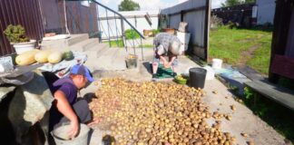 Садівники розповіли, як провести ранню посадку картоплі в газетних стаканчиках
