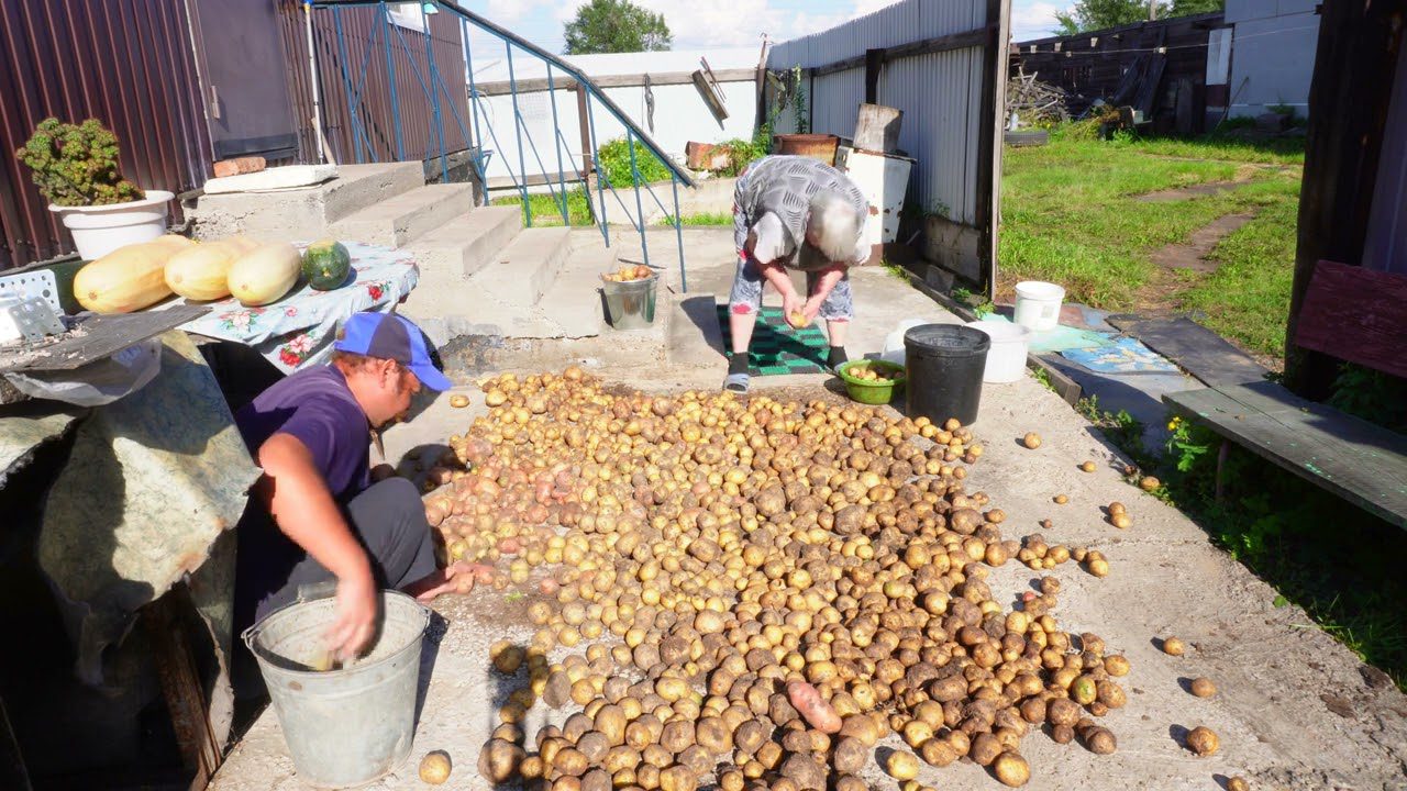 Садівники розповіли, як провести ранню посадку картоплі в газетних стаканчиках