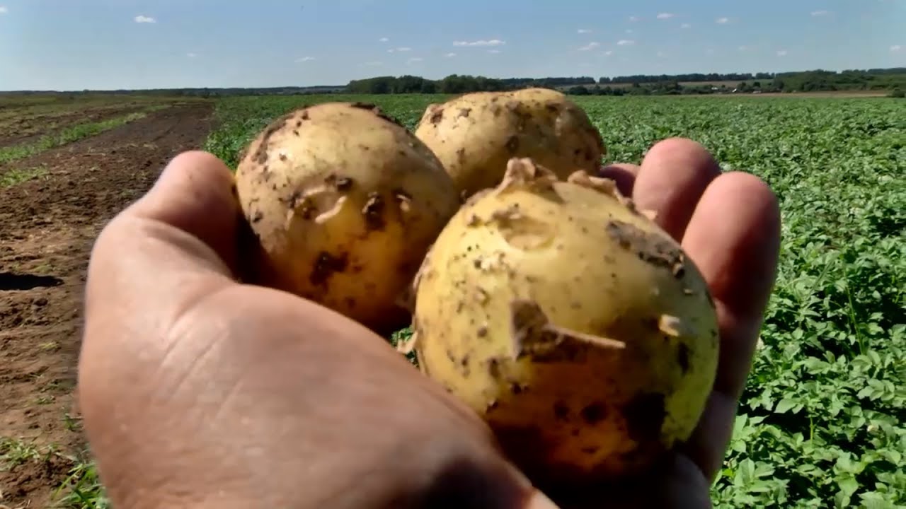 Садівники розповіли, як провести ранню посадку картоплі в газетних стаканчиках