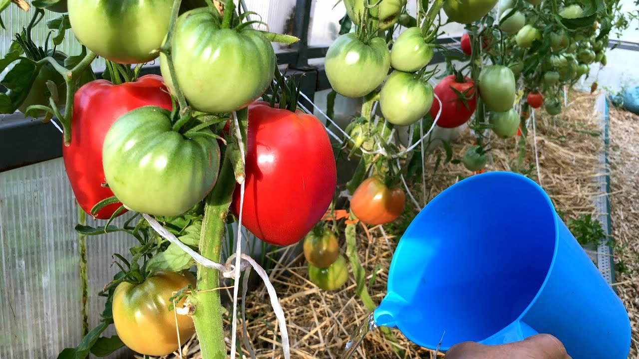 Городники розповіли, як збільшити плодоношення помідорів за допомогою дріжджів