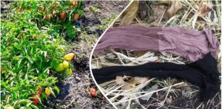 Садівники розповіли, як використати старі капронові колготи на городі