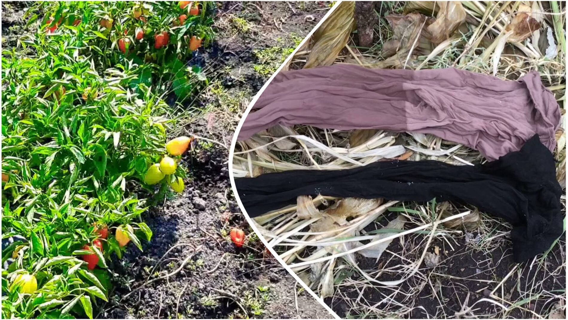 Городники розповіли, як мульчувати кущі перцю старими колготами