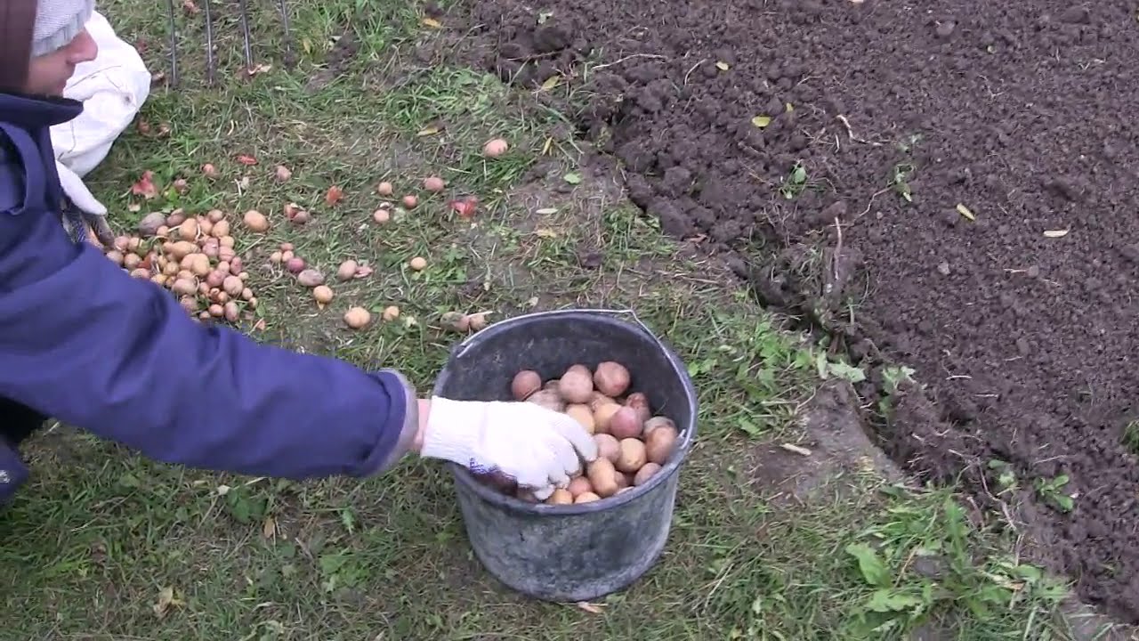 Досвідчені агрономи розповіли, як насправді правильно садити картоплю