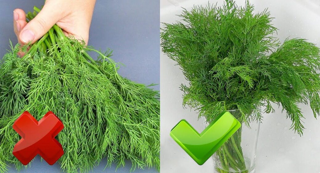 Додаю 1 пучок кропу в олію і в холодильник: тепер мої зимові страви пахнуть літом – аромат на всю кухню 