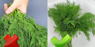 Кулінари розповіли, як зберегти зелень на зиму максимально корисною та красивою