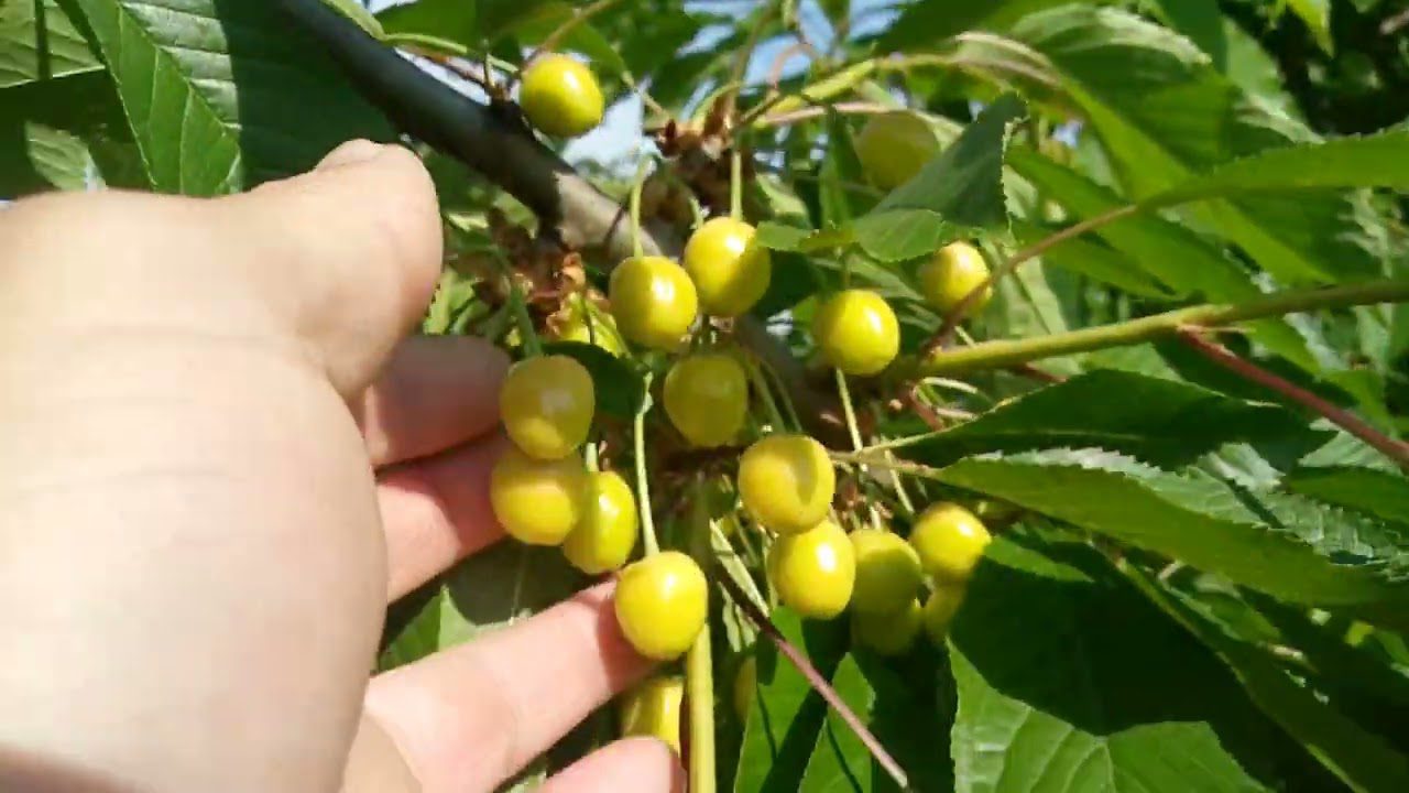 Садівники розповіли, як ефективно боротися із вишневою мухою без пестицидів