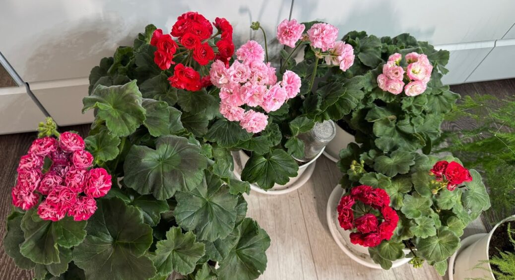 Герані наприкінці лютого – терміново: 4 прості кроки до весняного цвітіння – бутонів буде аж ціле море 