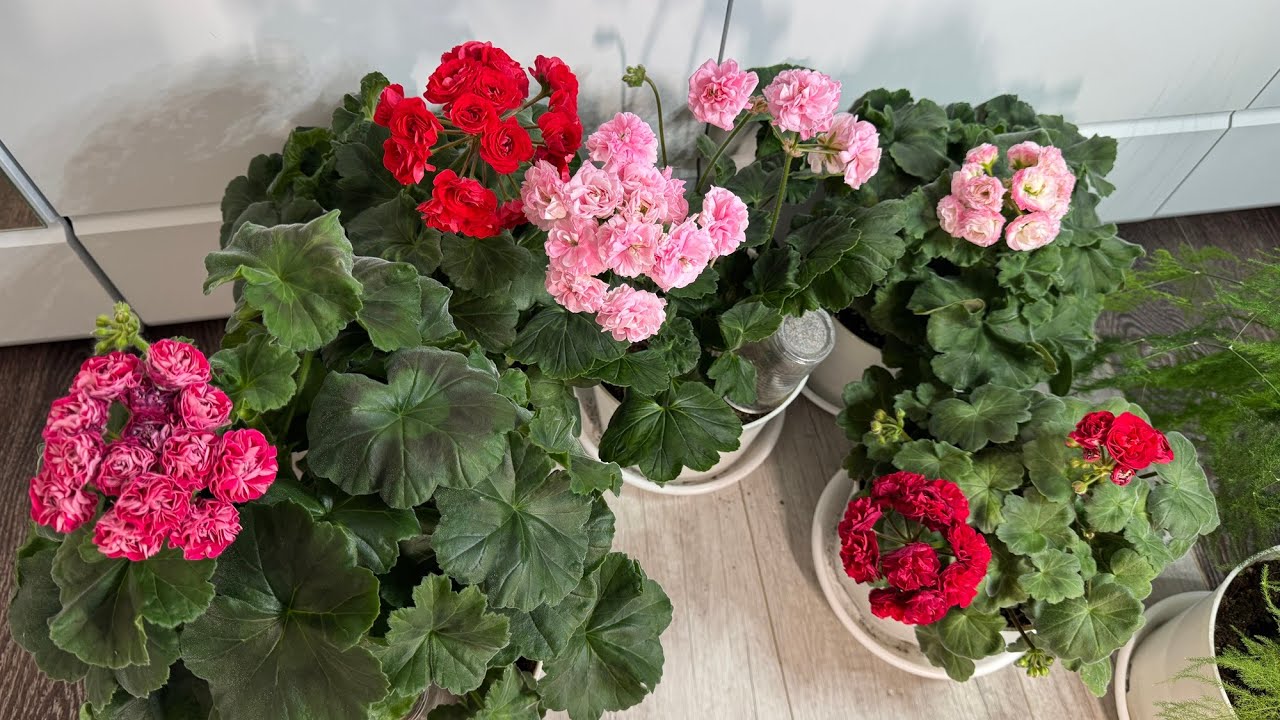 Квітникарі розповіли, як правильно підготувати герань до весни