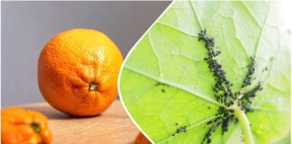 Садівники розповіли, як приготувати відвар з мандаринової шкірки проти шкідників