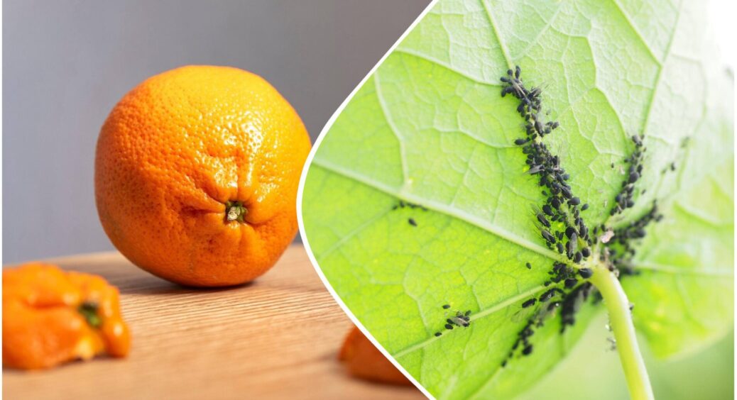 Попелиця, білокрилка та трипси втечуть зі швидкістю світла – заливаю 1 склянку мандаринових кірок окропом 