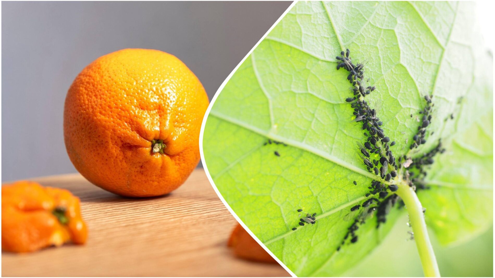 Садівники розповіли, як приготувати відвар з мандаринової шкірки проти шкідників
