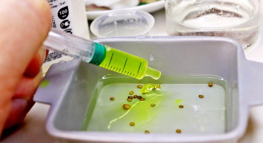 Це насіння загине одразу, якщо ви його замочите: помилка, яку робить 90% дачників, і яка позбавляє врожаю 