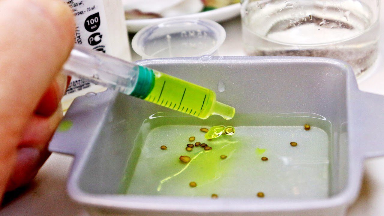 Городники розповіли, яке насіння не можна замочувати перед посівом