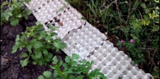 Городники розповідь, як використовувати лотки з-під яєць на грядках