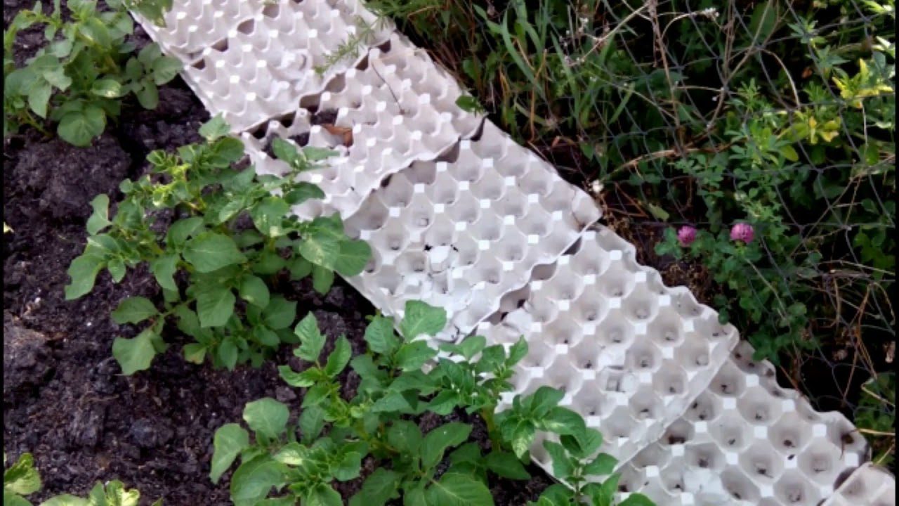 Городники розповіли, як можна використовувати яєчні лотки для мульчування ґрунту