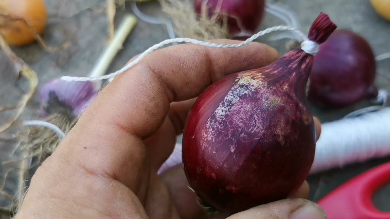 Дачники розповіли, як зберігати цибулю та часник, щоб вони не проростали