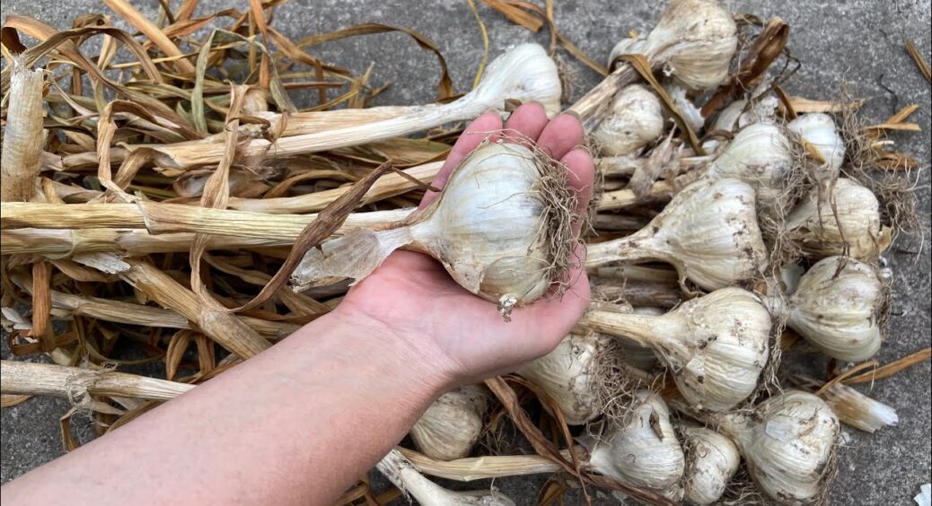 Зберігаю цибулю та часник лише так: 1 маленький дачний секрет, щоб овочі не проростали по 6 місяців 