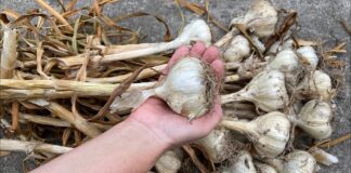 Дачники розповіли, як зберігати цибулю та часник, щоб вони не проростали