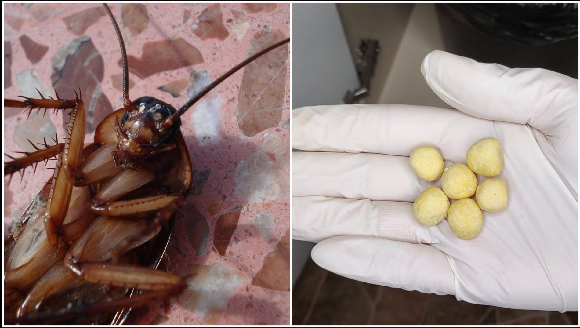 Господині розповіли, як зробити засіб від тарганів власноруч