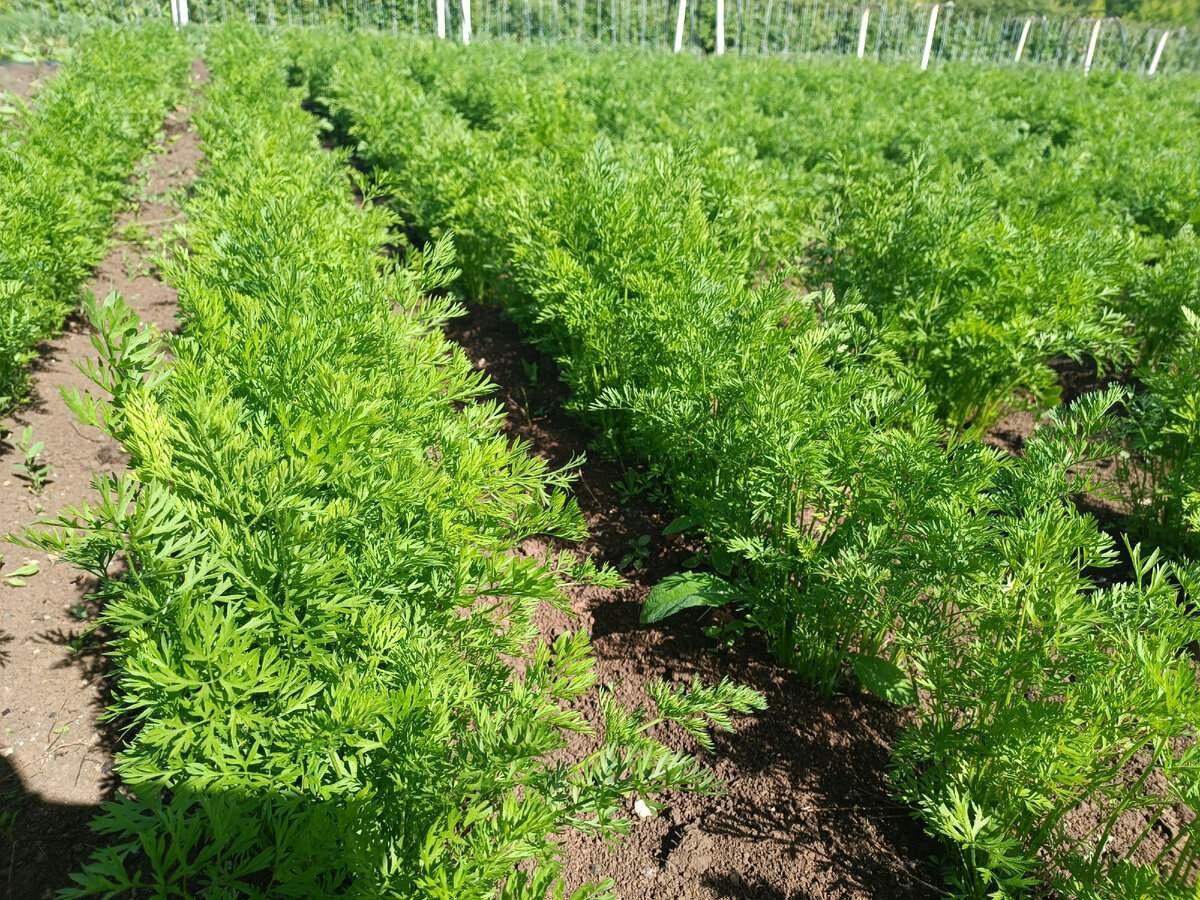 Городники розповіли, як вирощувати моркву без проріджування, аби її врожайність була вищою